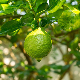 Bergamot Æterisk olie, økologisk - Soothing &amp; D-Sress - 10 ml
