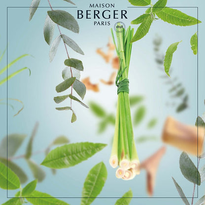 Citronella mod myg - Duftpinde Refill - Frisk duft - Maison Berger