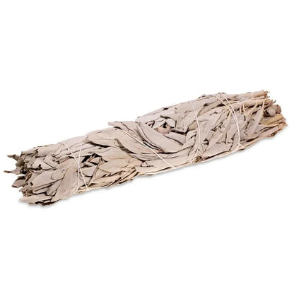Rense kit - Abelone muslingeskal m. Salvie/Palo Santo bundt - 15-18 cm