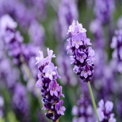 Lavendel Duftpose m. Potpourri til skabe &amp; skuffer