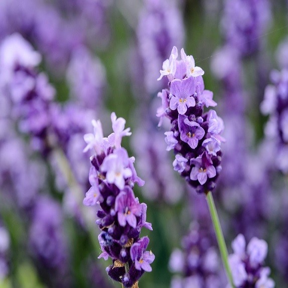 Lavendel Duftpose med potpourri til skabe &amp; skuffer - Le Chatelard 1802