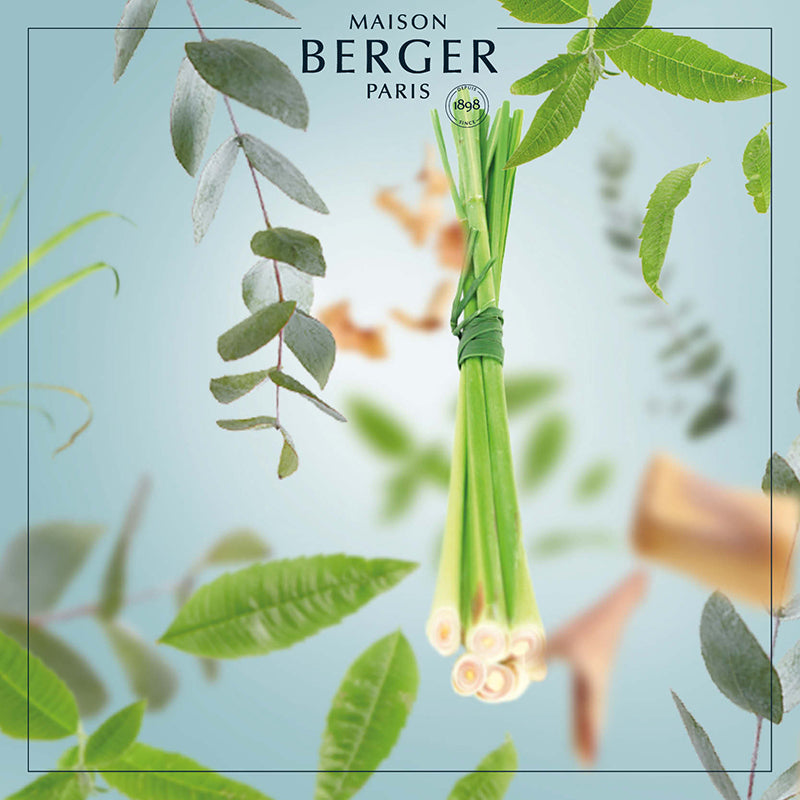 Citronella mod myg - Falkon m. Duftpinde - Frisk duft - Maison Berger