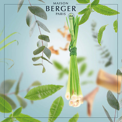Citronella mod myg - Falkon m. Duftpinde - Frisk duft - Maison Berger
