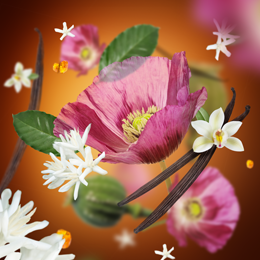 Velour af Orient duft med blomster og krydderier, illustration
